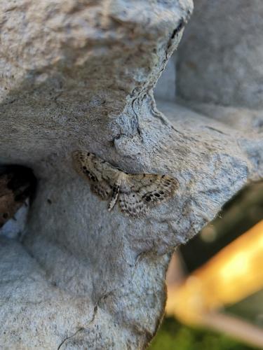 Réf. 234 364 : Idaea dimidiata